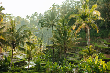 Fototapeta na wymiar The landscape of the jungle in Bali, Indonesia