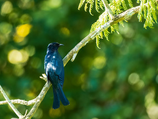 The Square-tailed Drongo-Cuckoo is distinguished from other drongos by white bars on its vent and outer undertail feathers. Scientific name Surniculus lugubris.