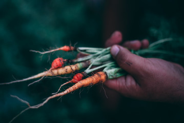 Carrots harvested from an organic garden