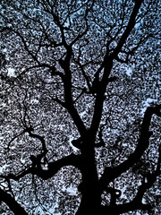 Fototapeta na wymiar Tree　silhouette