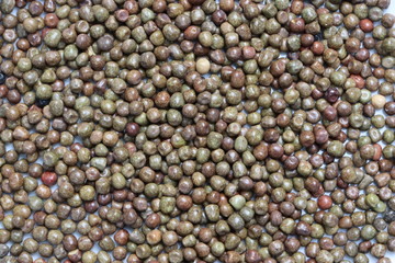 Black peas or parched peas or dapple peas, purple podded peas (Pisum sativum var arvense) as background