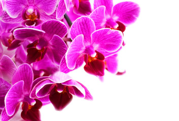 Obraz na płótnie Canvas Purple orchid flowers on a white background.