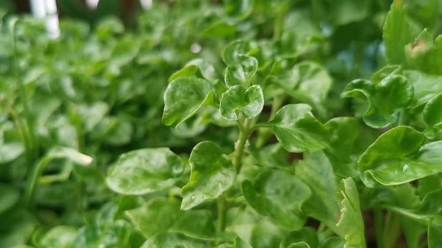 Kitchen vegetables that can be grown on their own, safe, non-toxic