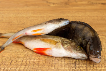 Fresh raw roach fish lies on a hard surface.