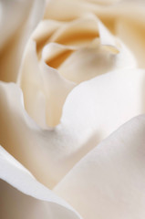 Fototapeta na wymiar Rose flower fragment macro