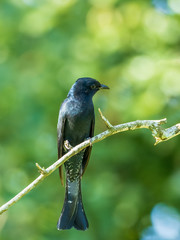The Square-tailed Drongo-Cuckoo is distinguished from other drongos by white bars on its vent and outer undertail feathers. Scientific name Surniculus lugubris.