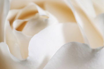 Obraz na płótnie Canvas Rose flower fragment macro