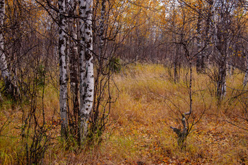 Autumn soft landsсape with forest in green, yellow and brown colors. Trees of birch, larch, spruce, fir, pine and cedar. Gold autumn wood