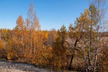 Autumn soft landsсape with forest in green, yellow and brown colors. Trees of birch, larch, spruce, fir, pine and cedar. Gold autumn wood