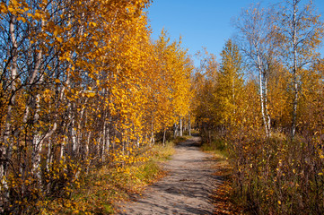 Autumn soft landsсape with forest in green, yellow and brown colors. Trees of birch, larch, spruce, fir, pine and cedar. Gold autumn wood