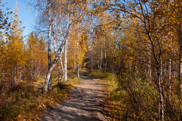Autumn soft landsсape with forest in green, yellow and brown colors. Trees of birch, larch, spruce, fir, pine and cedar. Gold autumn wood