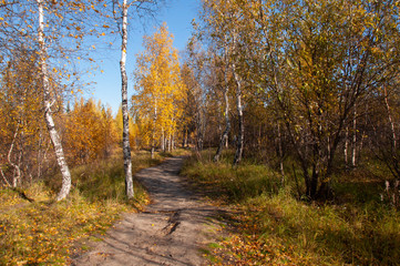 Autumn soft landsсape with forest in green, yellow and brown colors. Trees of birch, larch, spruce, fir, pine and cedar. Gold autumn wood