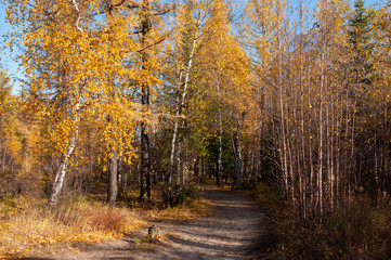 Obraz premium Autumn soft landsсape with forest in green, yellow and brown colors. Trees of birch, larch, spruce, fir, pine and cedar. Gold autumn wood