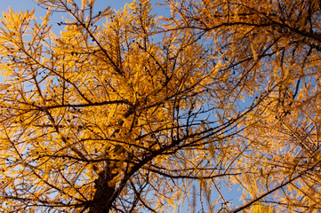 Autumn soft landsсape with forest in green, yellow and brown colors. Trees of birch, larch, spruce, fir, pine and cedar. Gold autumn wood