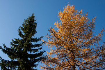 Autumn soft landsсape with forest in green, yellow and brown colors. Trees of birch, larch, spruce, fir, pine and cedar. Gold autumn wood