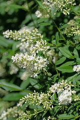 Blühender Liguster, Ligustrum, im Frühsommer