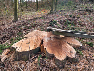 Signs made of wood on the sawn-off tree trunk surrounded by wood chips and sawdust in the foreground in the middle of a forest.
