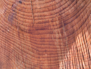 Part of the cross section of a cut tree trunk with annual rings as a close-up view.