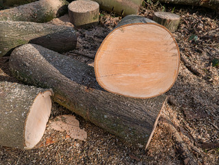 Close-up view of the cross-section of one of the cut tree trunks with annual rings that are still being processed into small wood.
