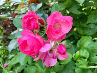 Rosehip blooming (lat. Rosa) on a plot of land in the Moscow region