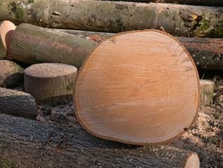 Close-up view of the cross-section of one of the cut tree trunks with annual rings that are still being processed into small wood.