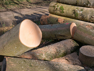 Close-up view of the cross-section of one of the cut tree trunks with annual rings that are still being processed into small wood.