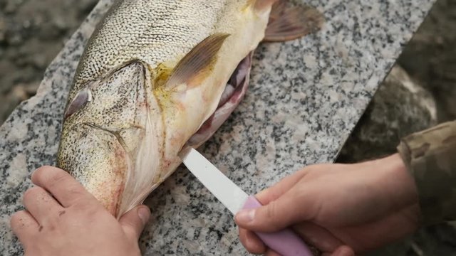 male fisherman carves large fish, cuts and cleans it on stone with knife, near water on shore, in khaki jacket.caucasian,slow mo