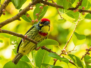 Coppersmith Barbet, Crimson-breasted Barbet or Coppersmith is a small bird with streaked chest, a black-red-yellow face and a crimson forehead and throat. Scientific name is Megalaima haemacephala.