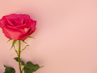 pink rose isolated on pink background, copyspace