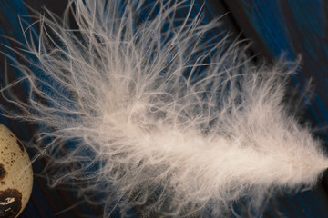 White feather of a bird. Fluffy chicken feather