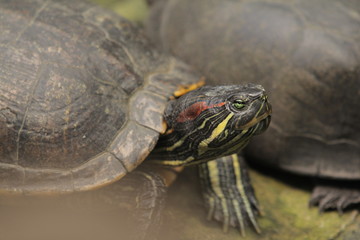 The red-eared slider is a semi aquatic turtle and  the most popular pet turtle in the United States...