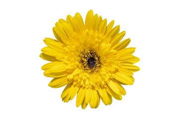 Yellow daisy gerbera flowers blooming isolated on white background with clipping path
