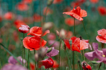 summer meadow with red poppies