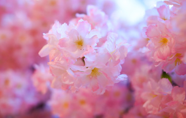 Beautiful pink flowers as a background.