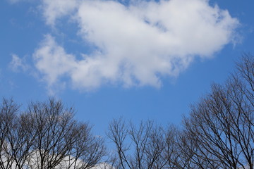 파란 하늘과 나뭇가지가 보이는 아름다운 풍경
