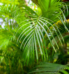 Fototapeta na wymiar A large branch of a palm leaf