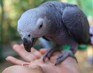 Obraz premium A parrot eats a seed from the hands of a man in the park.