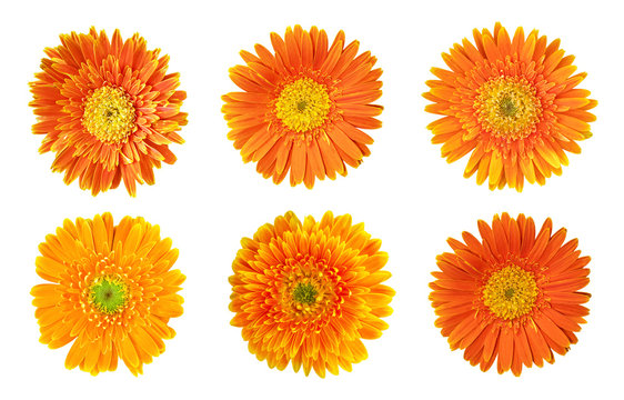 Collection of Orange daisy gerbera flowers blooming isolated on white background with clipping path
