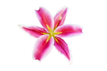 Fototapeta na wymiar Pink Lilly flower is blooming isolated on white background with clipping path 
