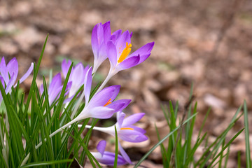Beautiful Crocuses in the garden in springtime. Detail of the blossoms.