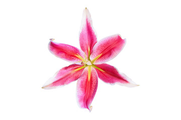 Pink Lilly flower is blooming isolated on white background with clipping path        