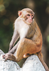 A monkey sits on a stone in a park