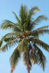 Fototapeta na wymiar Beautiful palm trees against the blue sky