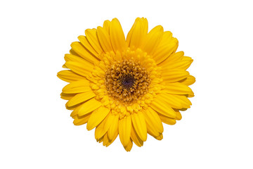 Daisy gerbera flowers are  blooming isolated on white background with clipping path