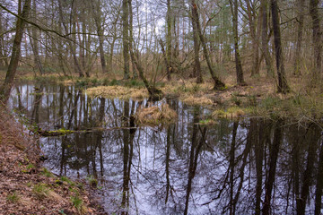 View to a little swamp. In winter and spring there are beautiful views and reflections in the water.