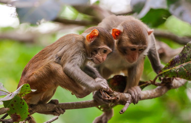 Little monkey on a tree in the park
