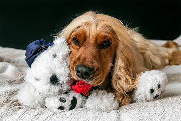Purebred Beauty