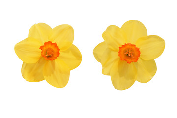 Yellow flowers blooming isolated on white background with clipping path           