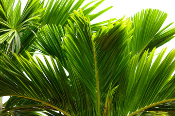 Obraz na płótnie Canvas Palm trees grow in the park.