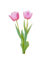 Tulip flowers are blooming isolated on white background with clipping path